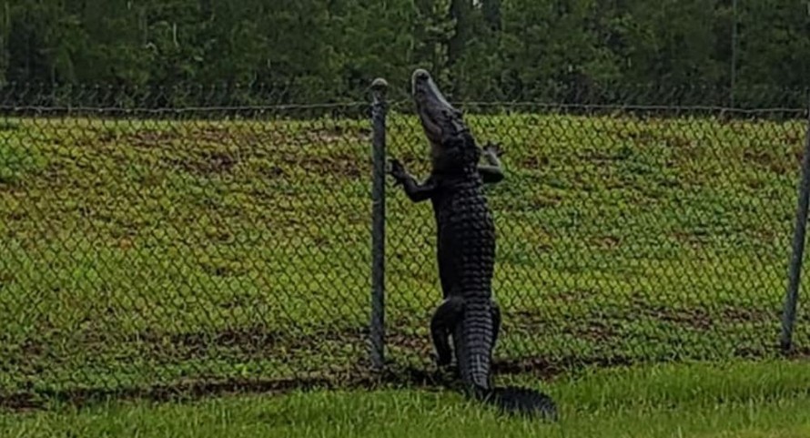 Cá sấu trèo rào ‘đột nhập’ căn cứ quân sự Mỹ