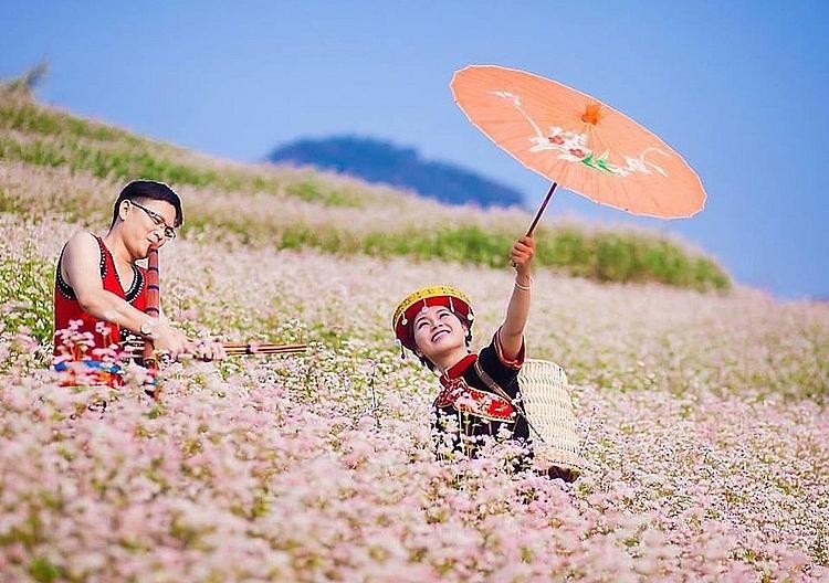 Hoa tam giác mạch được xem là biểu tượng đặc trưng của Hà Giang