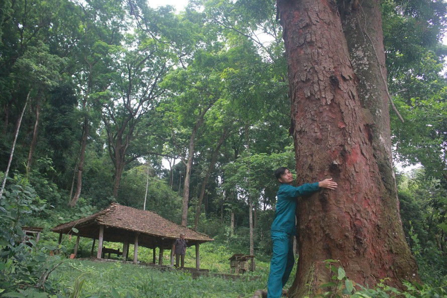 Khu rừng lim ở tỉnh Bắc Giang với nhiều cây lim có tuổi đời hàng trăm năm