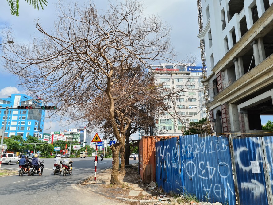 Nhiều cây xanh trên phố Lê Hồng Phong (Ngô Quyền, Hải Phòng) chết bất thường.