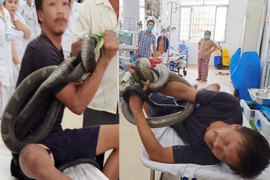 Người đàn ông mang rắn hổ mang chúa vào bệnh viện sau khi bị cắn.