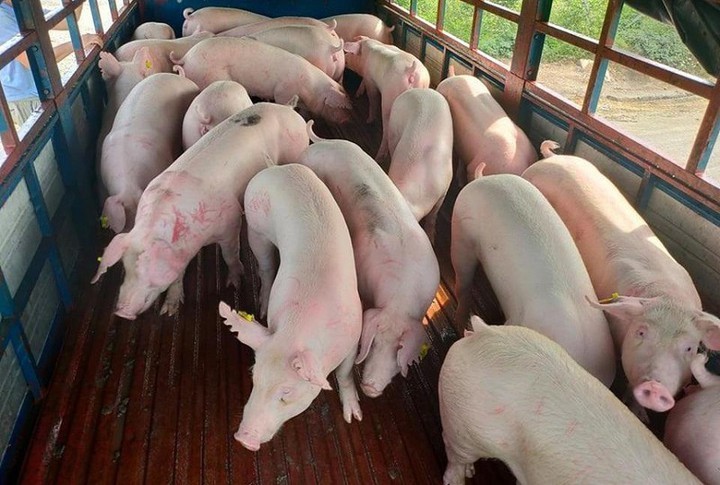 Giá thịt lợn Thái Lan về nước vẫn chưa làm lợn trong nước hạ nhiệt.
