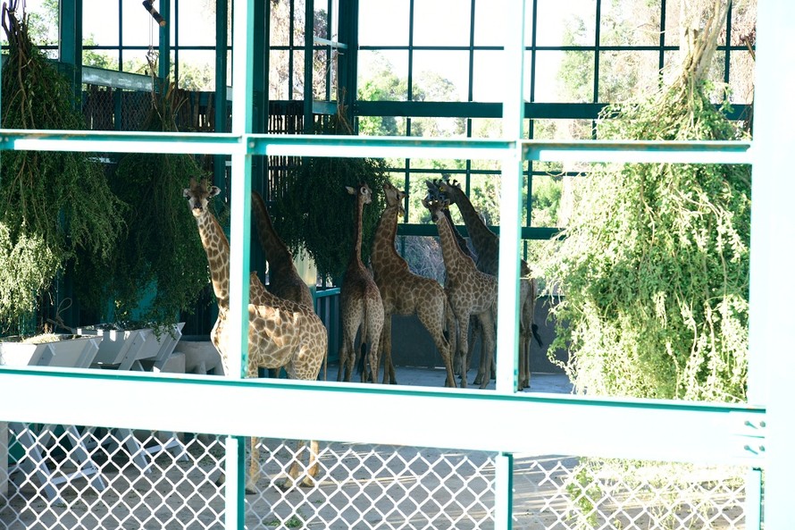 Những con hươu cao cổ tại Vinpearl Safari 