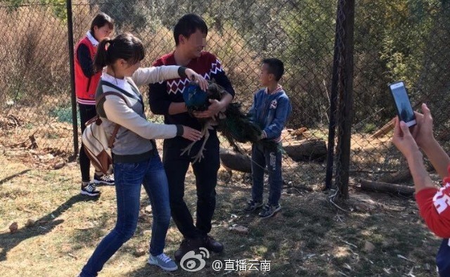 Theo Sina, một sở thú ở Côn Minh (Vân Nam, Trung Quốc) vừa ghi nhận trường hợp hai trong số 6.800 con công chết vì sự vô ý thức của các du khách. 