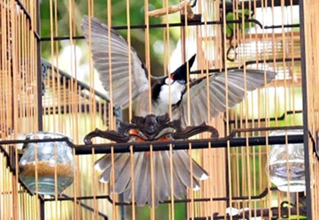 Lưới Bẫy Chim Chào Mào, Họa Mi, Sẻ mắt 4cm Cao 5m - Dành cho chim