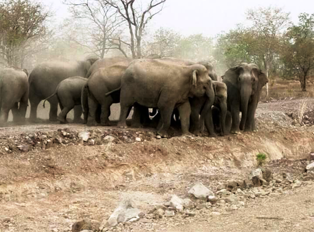 Đàn voi rừng xuất hiện bên đường đi lại của người dân