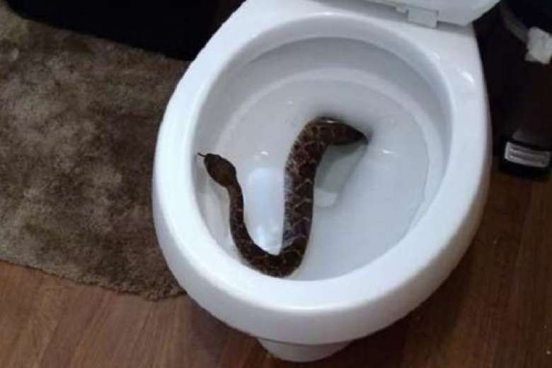 Con rắn chuông bò lên từ bồn cầu một gia đình tại Texas (Mỹ).