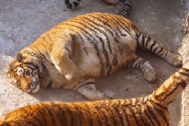 Tận thấy 'chúa sơn lâm' béo phì trong sở thú Trung Quốc