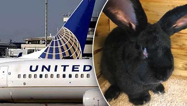 Thỏ khổng lồ chết sau chuyến bay United Airlines vì bị... nhét trong tủ lạnh?