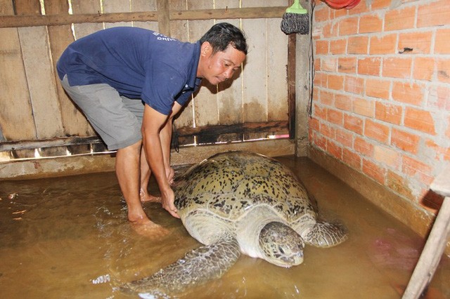 Con rùa biển nặng 200kg đang được nuôi ở nhà ông Ren
