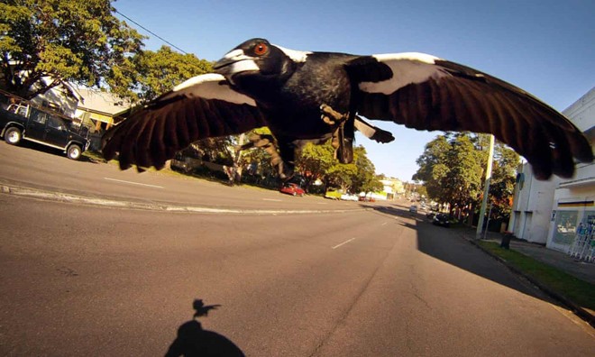 Một con chim ác là đã sà xuống người đi xe đạp ở Wollongong hôm 15/9 khiến người này bị thương nặng, sau đó tử vong. Ảnh: Fairfax Media.