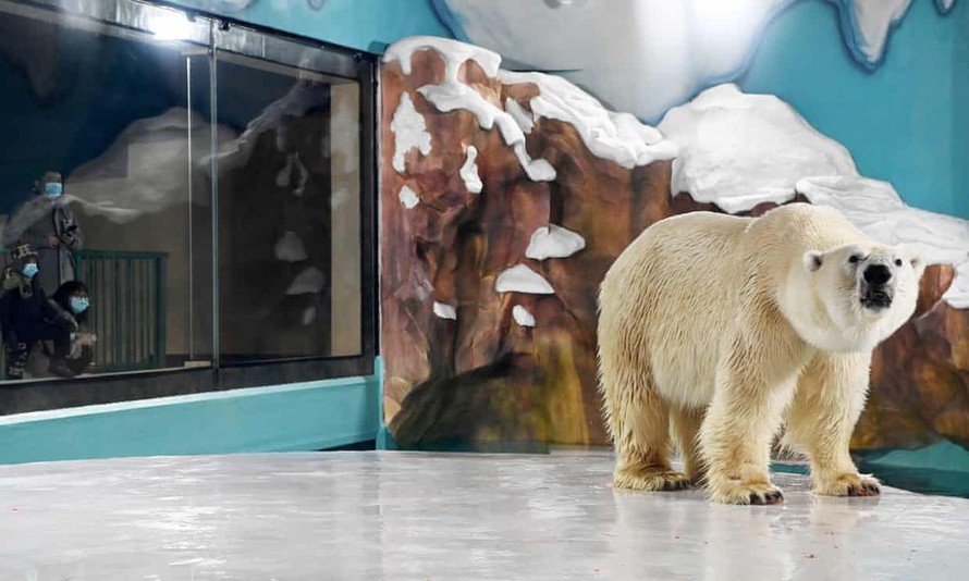 Trung Quốc: Khách sạn view chuồng gấu Bắc Cực bị chỉ trích thậm tệ