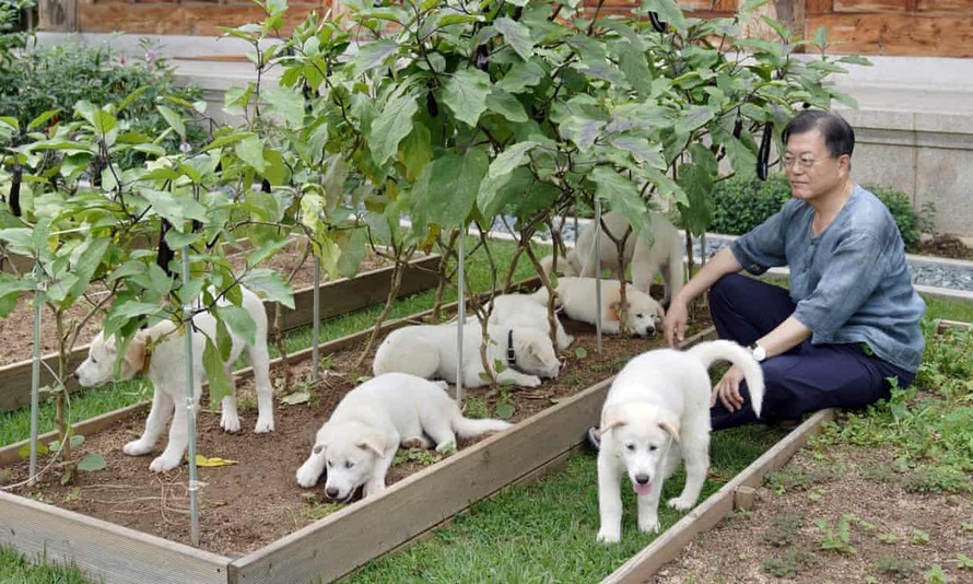Tổng thống Moon Jae-in chơi đùa cùng những con chó trong Nhà Xanh. Ảnh: EPA