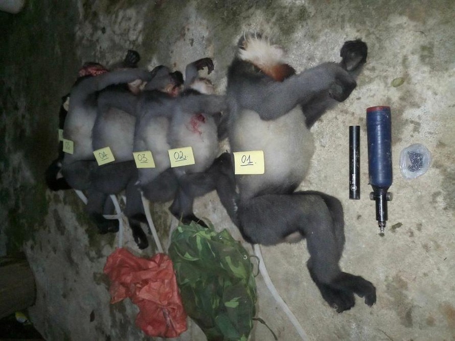 Năm cá thể voọc chà vá chân xám quý hiếm bị bắn chết ở huyện Ba Tơ, tỉnh Quảng Ngãi.