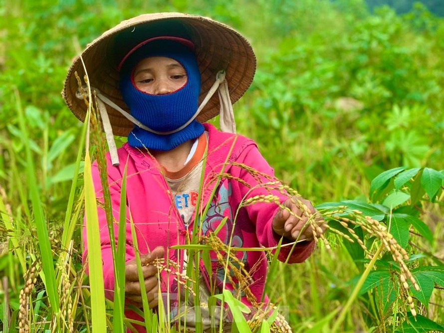 Mùa lên nương tuốt “ngọc trời” ở vùng cao Quảng Ngãi. Ảnh: Nguyễn Ngọc