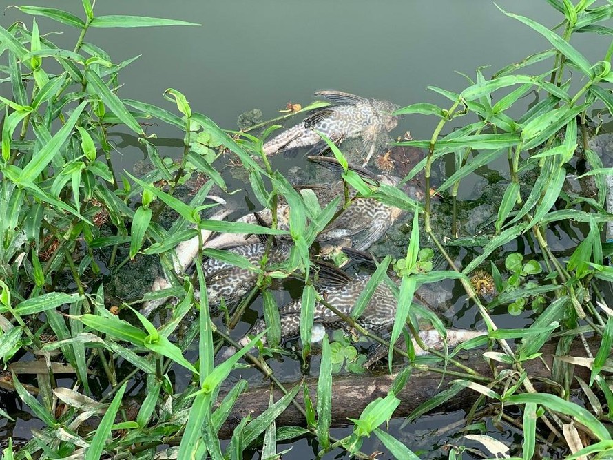 Cá chết hàng loạt trên sông Bàu Giang đoạn qua xã Nghĩa Trung và thị trấn La Hà, huyện Tư Nghĩa (Quảng Ngãi).