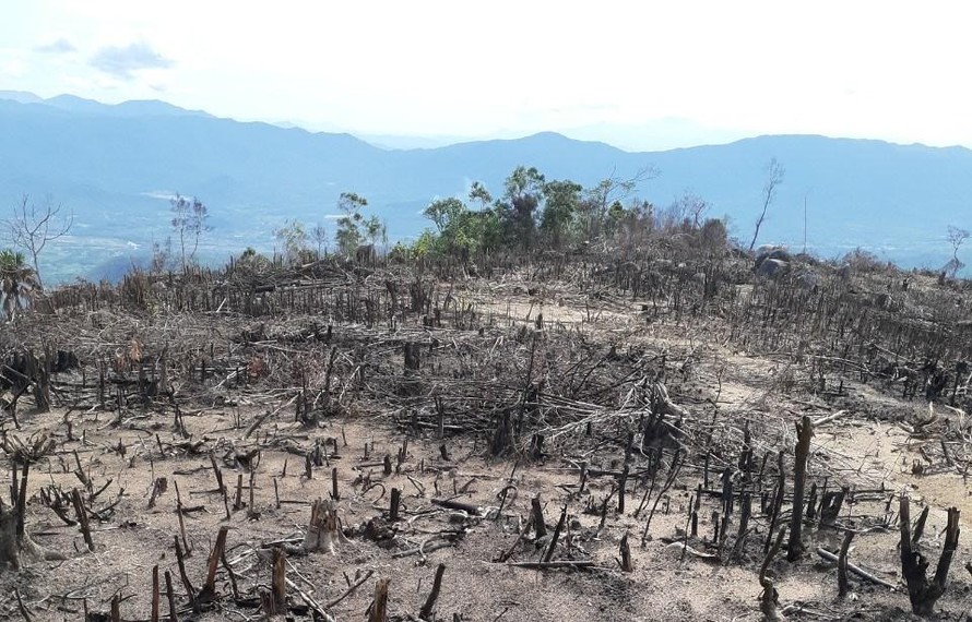 Điều tra vụ phá 5ha rừng ở Bình Định. Ảnh minh họa