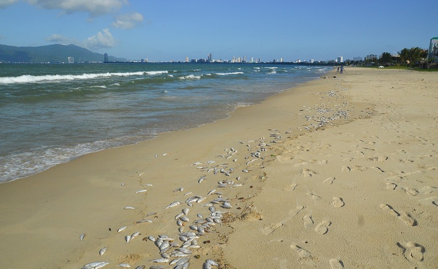 Nguyên nhân khiến cá chết trắng bờ biển Đà Nẵng có thể là do nổ mìn. Sở TN&MT Đà Nẵng yêu cầu Trung tâm quan trắc tiếp tục theo dõi chất lượng nước biển. Ảnh: Giang Thanh
