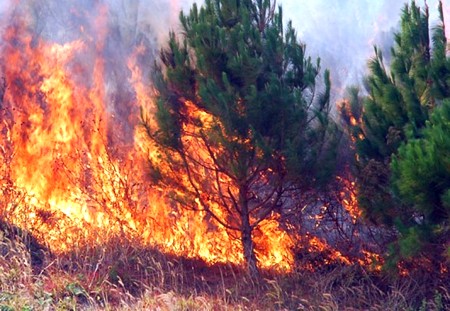 Cục Kiểm lâm yêu cầu lực lượng này phải tăng cường gác bảo vệ rừng, phòng cháy chữa cháy rừng dịp lễ tết.