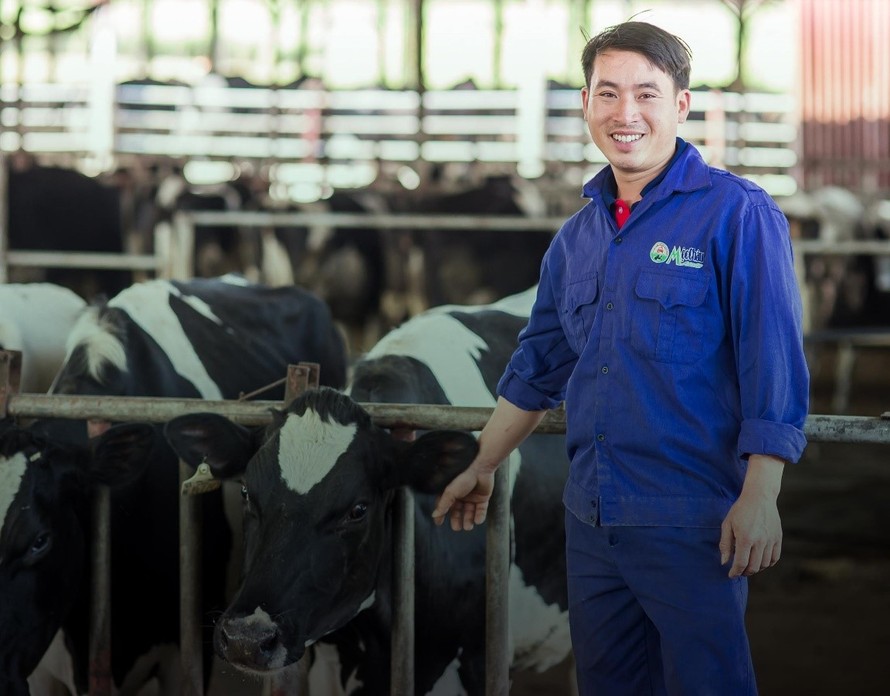 Nhiều nông dân ở Mộc Châu đã trở thành triệu phú, tỷ phú nhờ chăn nuôi bò sữa