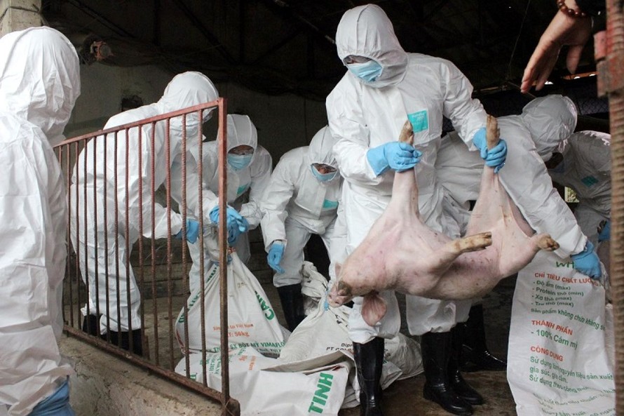 Việt Nam đã tiêu hủy trên 1,5 triệu con lợn do dịch tả lợn châu Phi