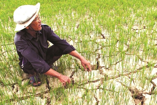 Thủ tướng chỉ đạo các địa phương chủ động chuyển đổi diện tích đất lúa không đảm bảo nước tưới sang cây trồng cạn có hiệu quả cao hơn.