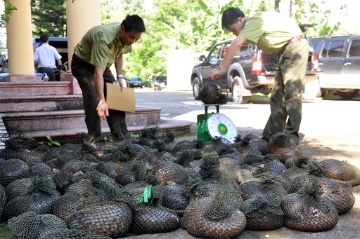 Tổng cục Lâm nghiệp đề nghị các địa phương kiểm soát chặt các cửa khẩu, đường mòn, lối mở, không để động vật hoang dã nhập lậu vào Việt Nam. 