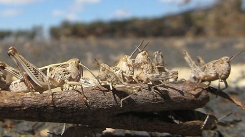 FAO đánh giá châu châu sa mạc đang gây tình trạng tồi tệ nhất với cây trồng ở vùng Đông Phi trong 25 năm qua (Nguồn: BBC)