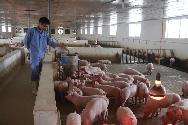 Liên kết chăn nuôi  Mô hình sáng tạo giúp chị em giữ vững nghề nuôi lợn   Đài Phát thanh  Truyền hình Lào Cai