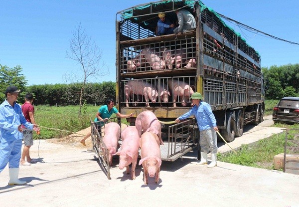 Lãnh đạo Cục chăn nuôi cảnh báo có hiện tượng nhập lợn sống từ Thái Lan về rồi xuất qua Trung Quốc để hưởng chênh lệch giá.