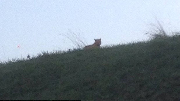 Con hổ được phát hiện lần đầu tiên ở Montevrain