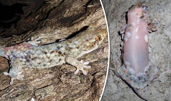 Thằn lằn Geckolepis megalepis tự lột sạch da, để lại phần thịt đỏ hỏn khi gặp kẻ thù