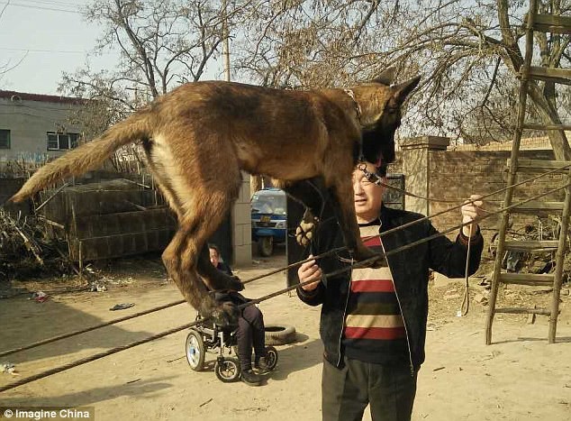 Chú chó của anh Zhang Mengqiu biểu diễn màn đi trên dây
