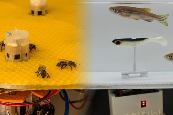 Thiết bị đầu cuối đặt giữa đàn ong và robot đặt giữa đàn cá làm nhiệm vụ phiên dịch giữa 2 loài.