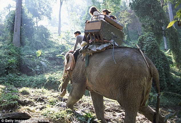 Voi chở du khách thăm rừng là một hoạt động du lịch hút khách ở Thái Lan. 