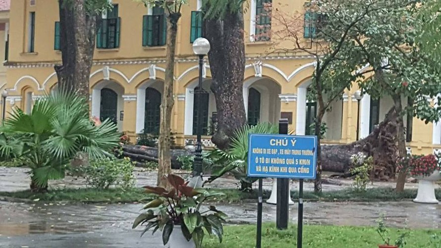 Hình ảnh cây xà cừ bật gốc trong khuôn viên trường THPT Chu Văn An.