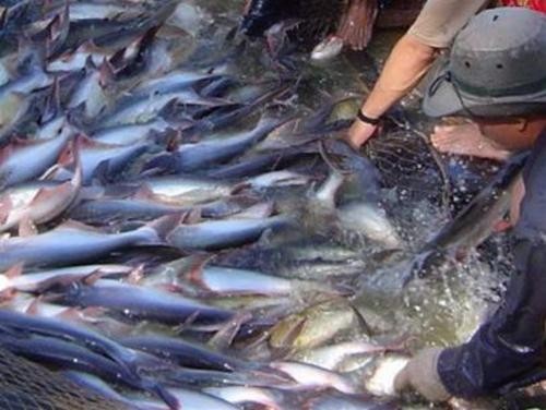 Chính phủ ban hành Nghị định về cá tra