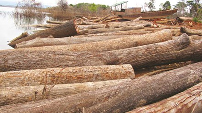 Gỗ trục vớt tại lòng hồ Sê San 4. ảnh: Huỳnh Kiên