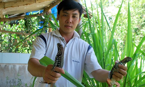 Nguyễn Thanh Tuấn khoe cặp kỳ nhông giống tại trang trại của anh. Ảnh: Người Lao Động 