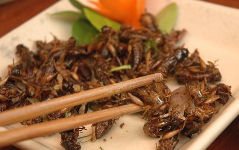 Ở nhiều nước trên thế giới, việc sử dụng côn trùng làm thực phẩm khá phổ biến, thậm chí còn là thức ăn xa xỉ.