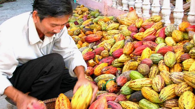 Thu hoạch ca cao chín. Ảnh: Ngọc Huyền