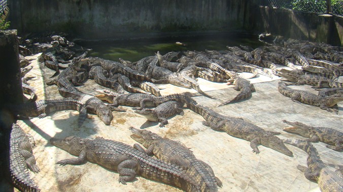 Một trại nuôi cá sấu tại xã Phú Ngọc (Định Quán, Đồng Nai).