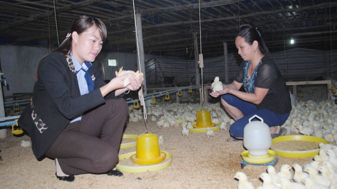 Chị Lợi (bên trái) chăm sóc đàn gà công nghiệp thương phẩm mới 5 ngày tuổi. Ảnh: Duy Ngợi.