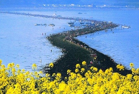 Con đường tách đôi biển nằm giữa hai đảo Jindo và Modo.