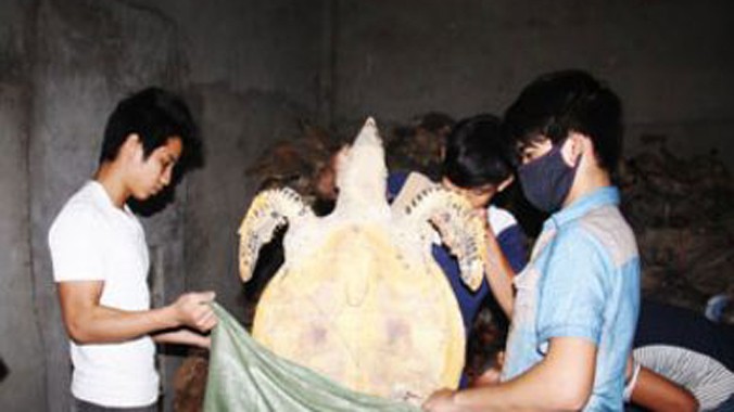 Phát hiện 'tổng kho' chứa hàng tấn rùa biển khô