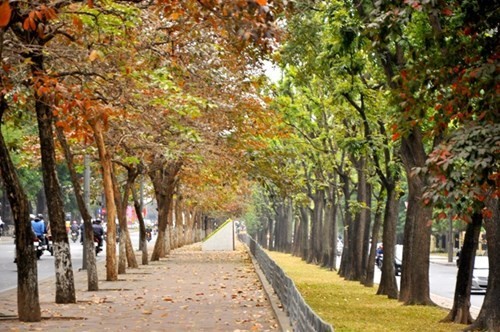 Hàng cây trên phố Kim Mã là một trong những địa điểm giới trẻ thường xuyên tới chụp ảnh.