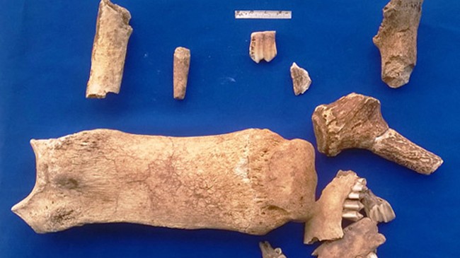 Răng và bàn chân của cá thể tê giác được phát hiện tại di chỉ khảo cổ học Thạch Lạc. Ảnh: Đức Hùng.