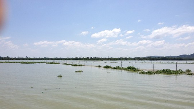 Xung quanh hồ Trị An rộn 323km2 có hàng trăm trang trại nuôi cá sấu với số lượng gần 100.000 con.