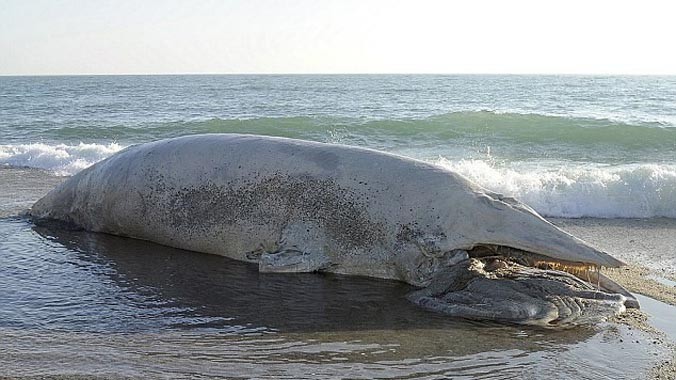 Sáng 29/11, nhiều người dân bất ngờ phát hiện một xác cá voi khổng lồ dài 6 m trôi dạt vào bờ biển Cornish, địa điểm du lịch nổi tiếng gần làng Mevagissey, hạt Cornwall, phía tây nam nước Anh.