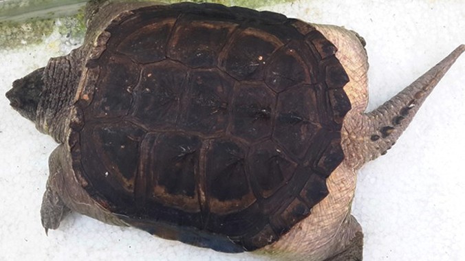 Chùm ảnh Thế giới kỳ thú của các loài rùa đầm lầy châu Mỹ  Redsvnnet